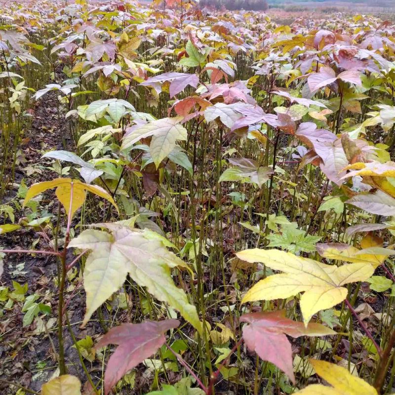 枫香树苗苗圃直发提供技术支持规格齐全全国发货