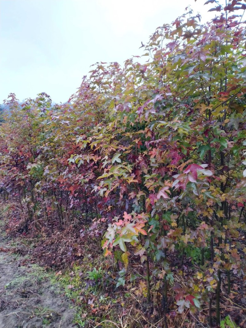 枫香树苗苗圃直发提供技术支持规格齐全全国发货