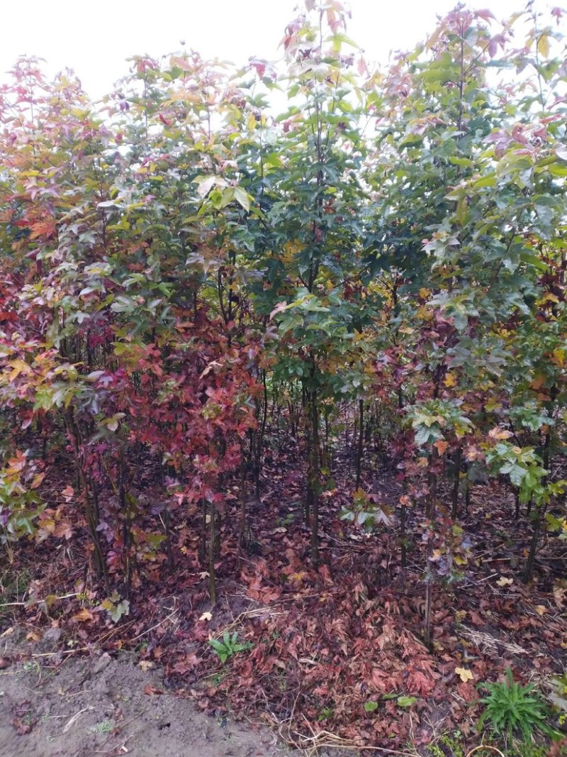 枫香树苗苗圃直发提供技术支持规格齐全全国发货