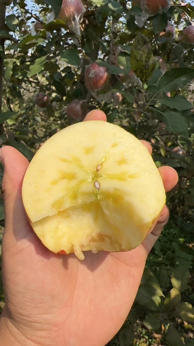 苹果陕西产地大量有膜袋红富士苹果现货，接对电商平台