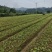 鹅掌楸马褂木大量供应规格齐全提供技术支持欢迎下单