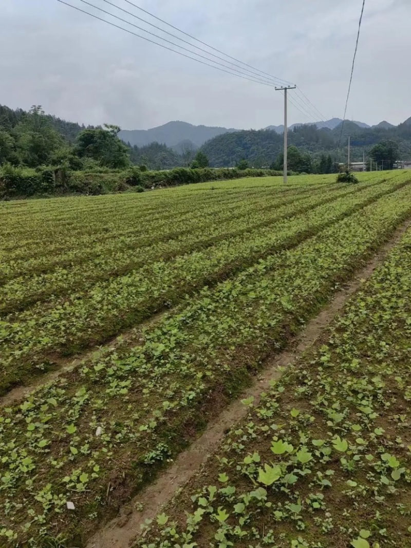鹅掌楸马褂木大量供应规格齐全提供技术支持欢迎下单