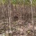 鹅掌楸马褂木大量供应规格齐全提供技术支持欢迎下单