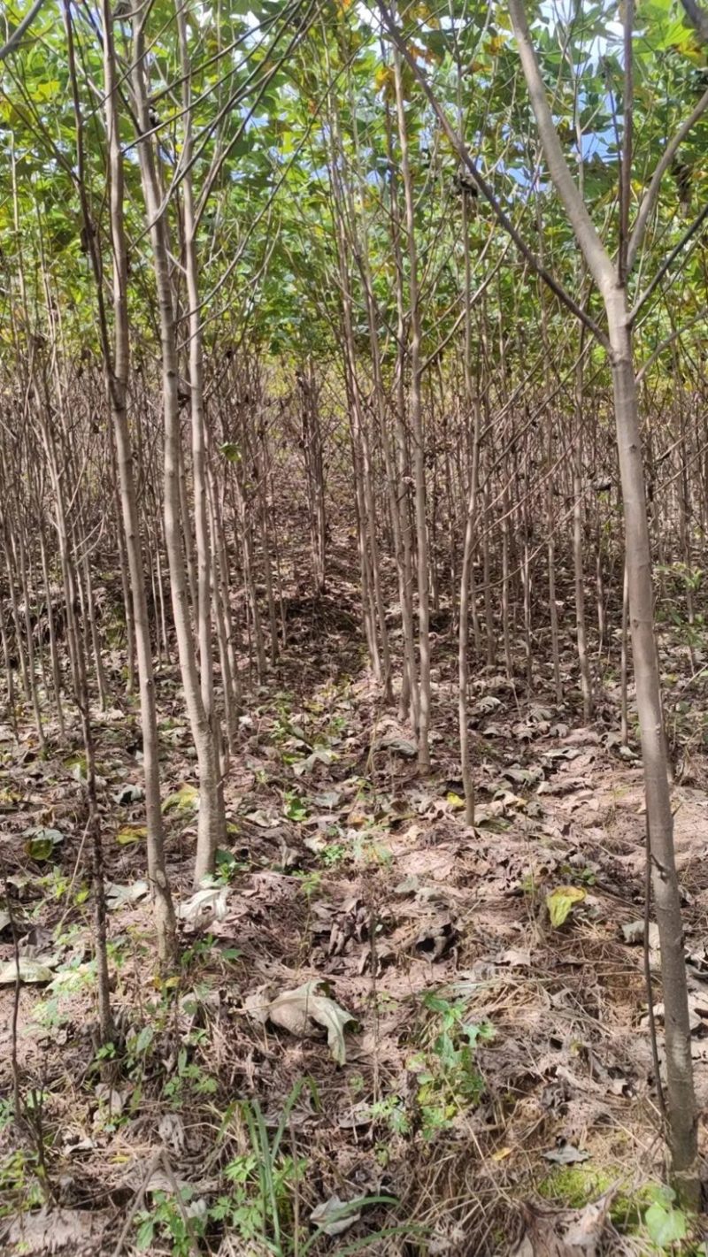 鹅掌楸马褂木大量供应规格齐全提供技术支持欢迎下单