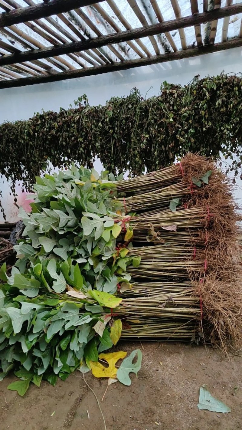 鹅掌楸马褂木大量供应规格齐全提供技术支持欢迎下单