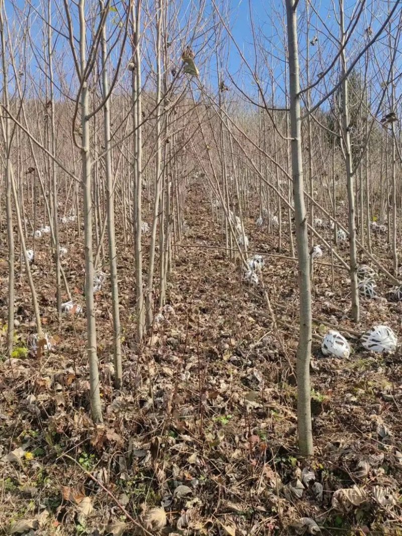 鹅掌楸马褂木大量供应规格齐全提供技术支持欢迎下单