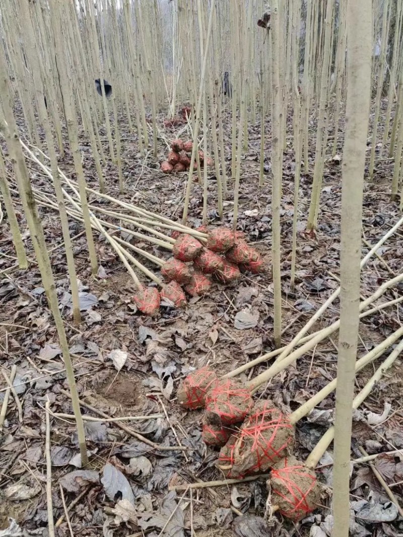 鹅掌楸马褂木大量供应规格齐全提供技术支持欢迎下单
