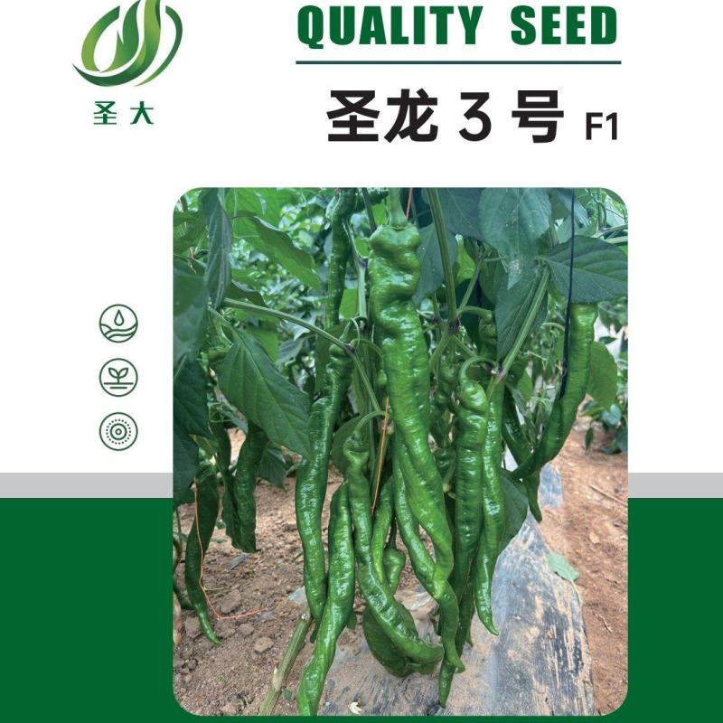 螺丝椒种子辣椒种子圣龙三号辣味香浓褶皱好螺旋度较好