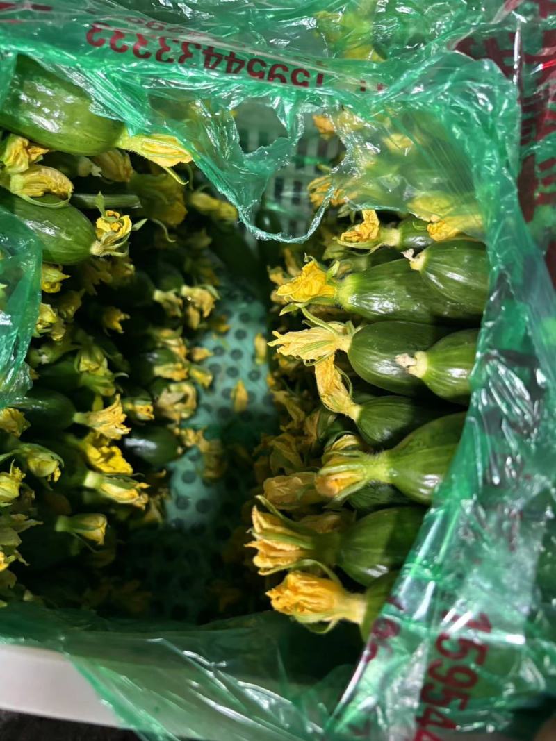 水果黄瓜，，黄瓜，清香脆爽，量大质优，一手货源