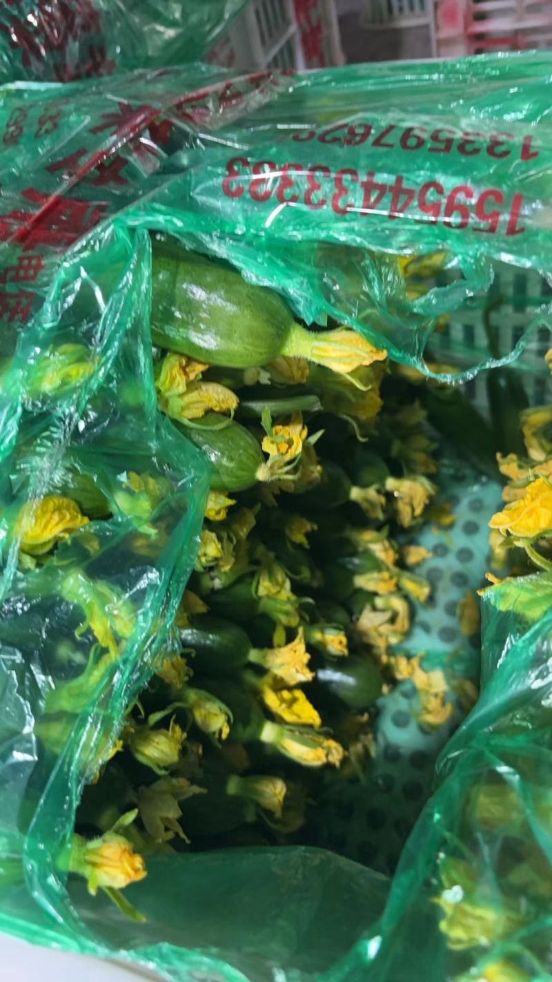 水果黄瓜，，黄瓜，清香脆爽，量大质优，一手货源