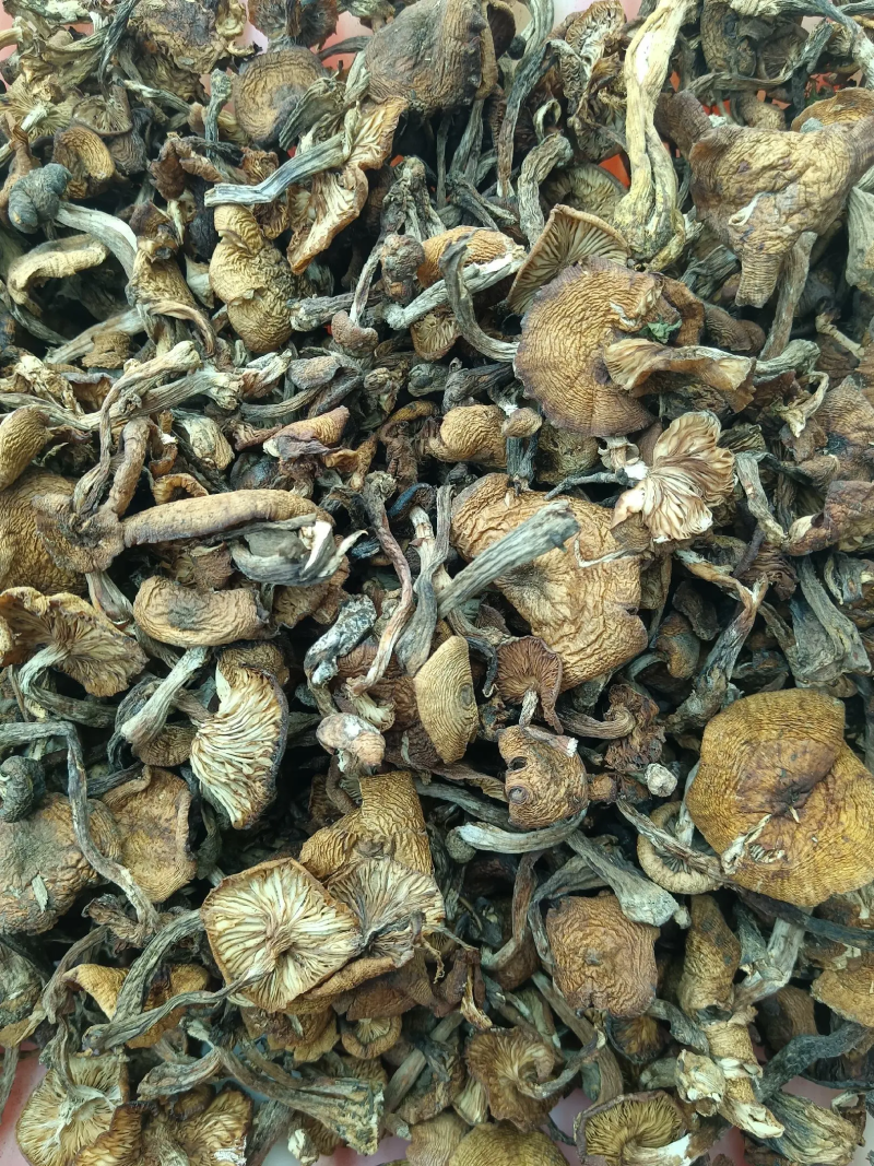 东北野生榛蘑大量现货供应，头茬小草蘑，无根过沫颜色黄
