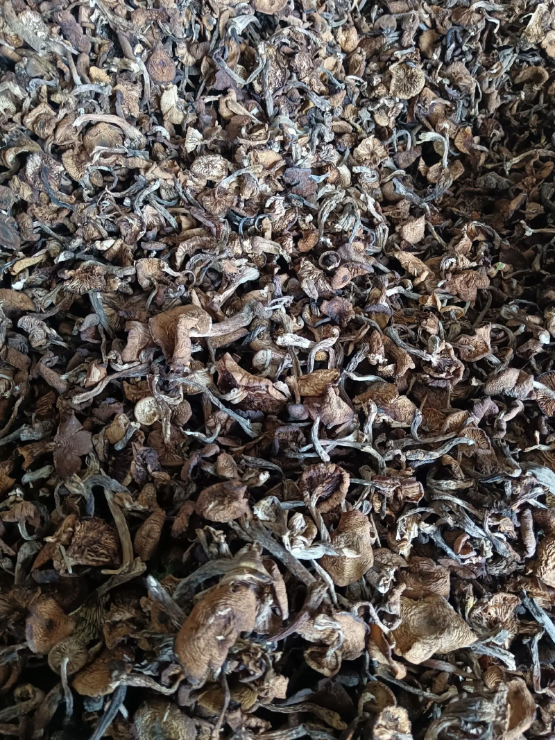 东北野生榛蘑大量现货供应，头茬小草蘑，无根过沫颜色黄