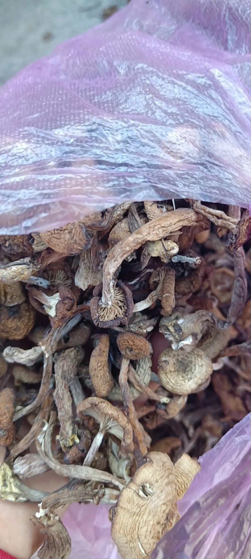 东北野生榛蘑大量现货供应，头茬小草蘑，无根过沫颜色黄