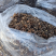 东北野生榛蘑大量现货供应，头茬小草蘑，无根过沫颜色黄