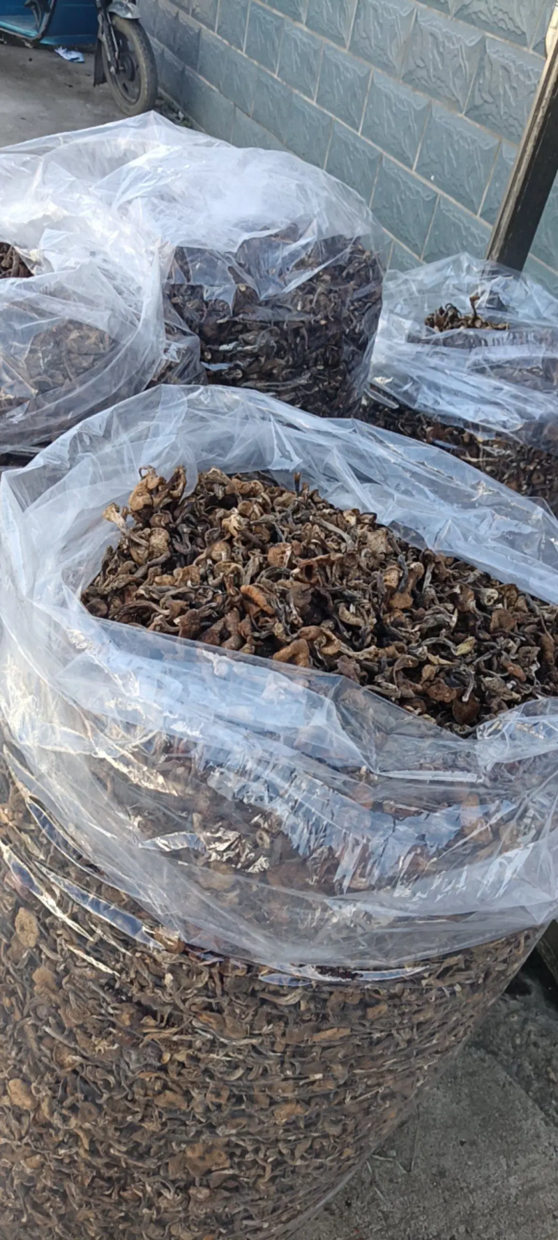 东北野生榛蘑大量现货供应，头茬小草蘑，无根过沫颜色黄
