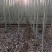 基地直销新杨树4公分--10公分规格齐全