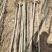 基地直销新杨树4公分--10公分规格齐全