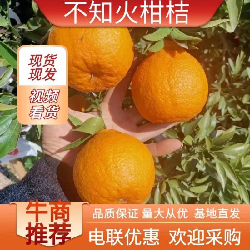 四川不知火丑橘，大量上市，品质保证，诚信经营，产地直发