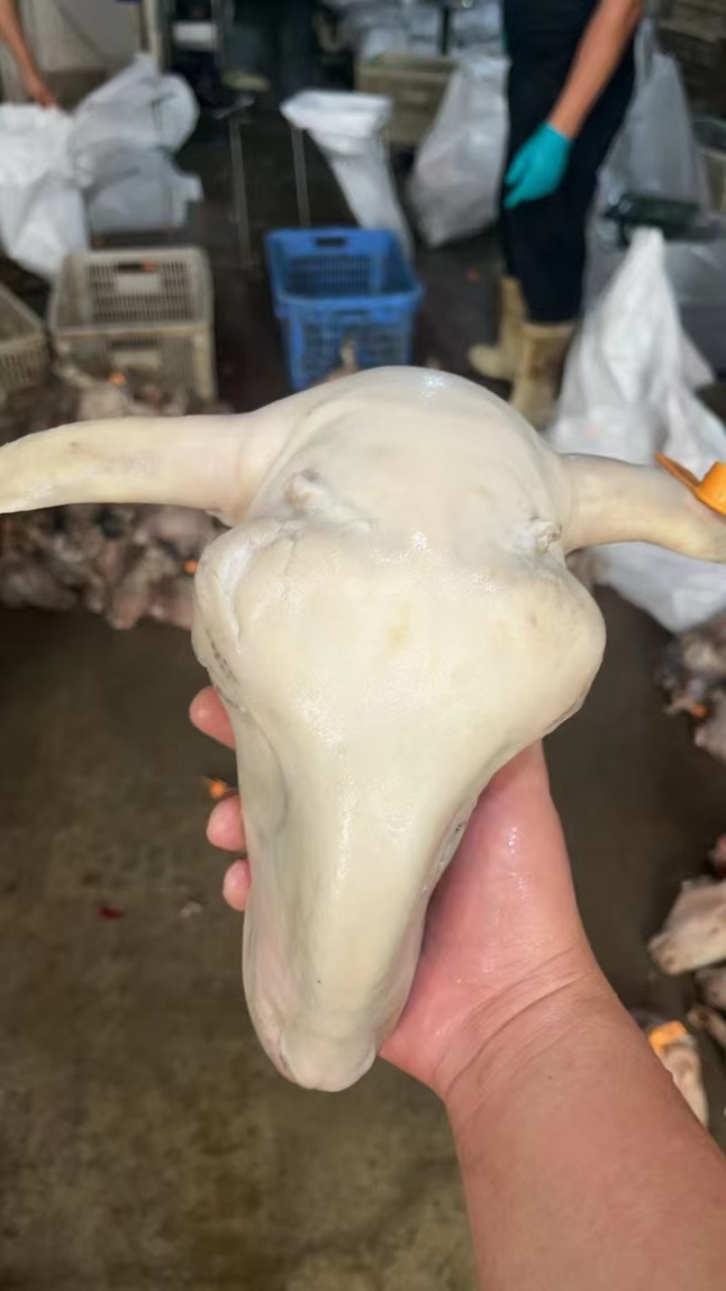 羊头精品羊头规格齐全一手货源全国冷链发货量大优惠