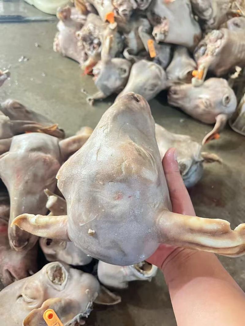 羊头精品羊头规格齐全一手货源全国冷链发货量大优惠