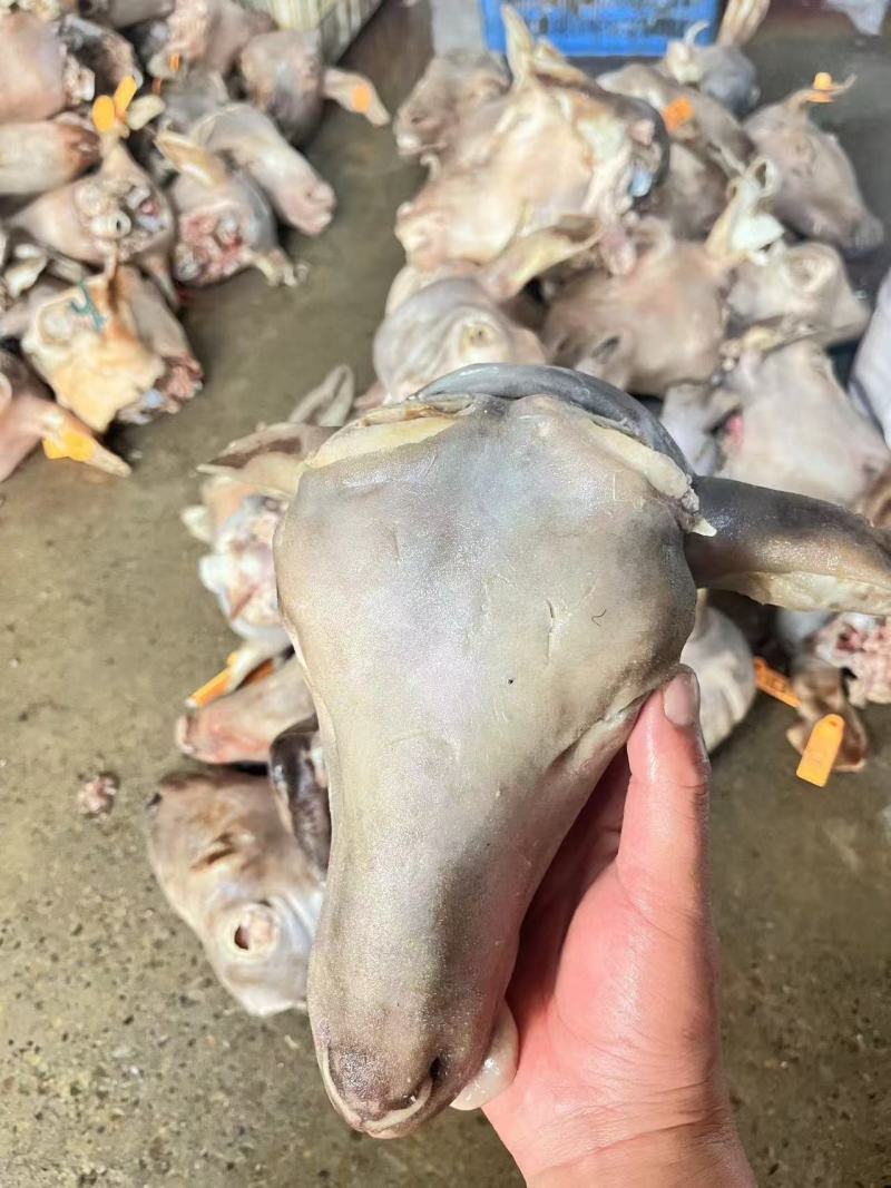 羊头精品羊头规格齐全一手货源全国冷链发货量大优惠