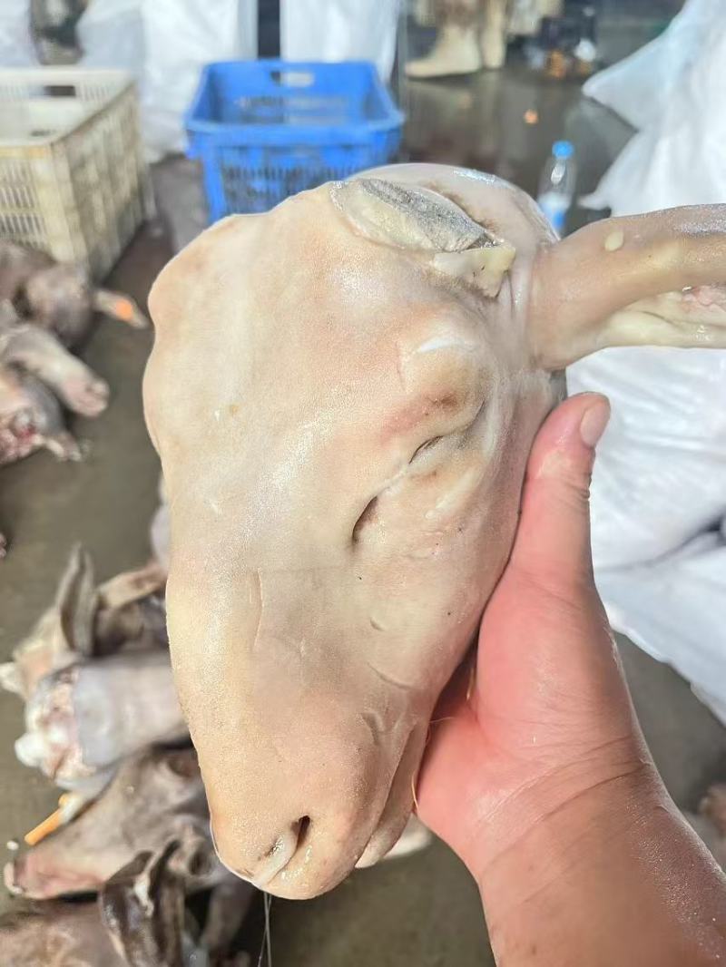 羊头精品羊头规格齐全一手货源全国冷链发货量大优惠