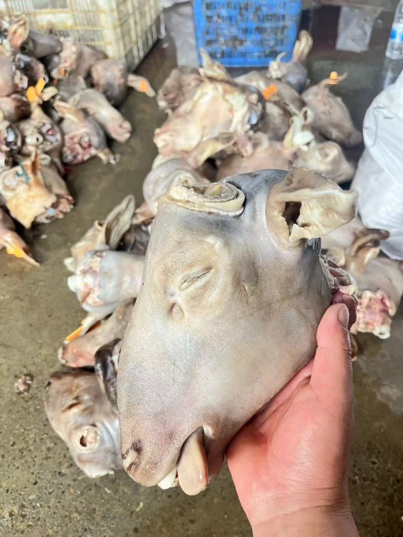 羊头精品羊头规格齐全一手货源全国冷链发货量大优惠