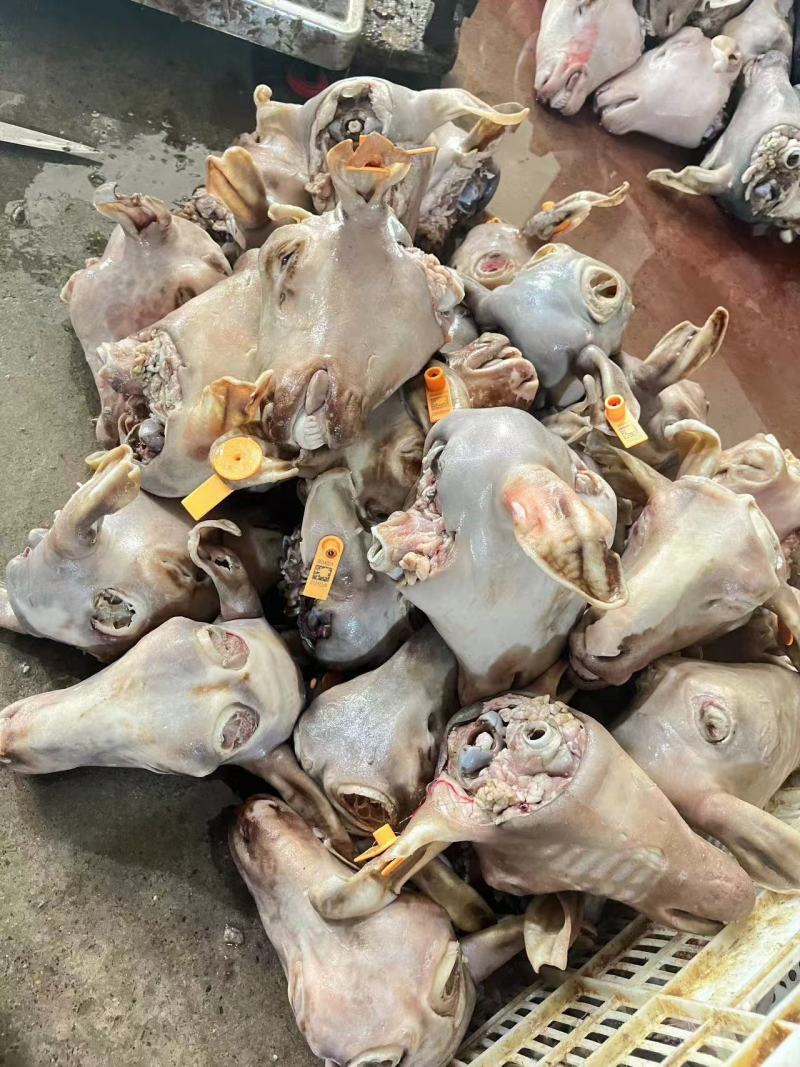 羊头精品羊头规格齐全一手货源全国冷链发货量大优惠