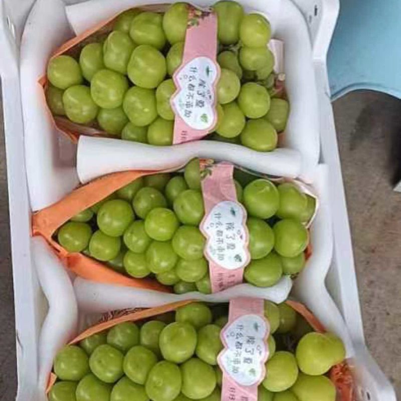 葡萄