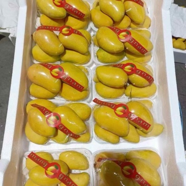 小台农芒果新鲜小台芒当季特产水果现摘芒果