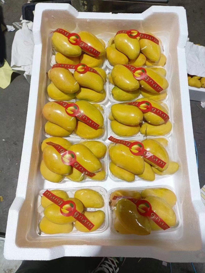 小台农芒果新鲜小台芒当季特产水果现摘芒果