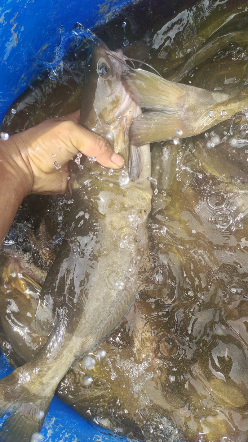 江黄颡鱼苗。学名瓦氏黄颡鱼苗。又叫江黄颡鱼苗，江颡鱼苗