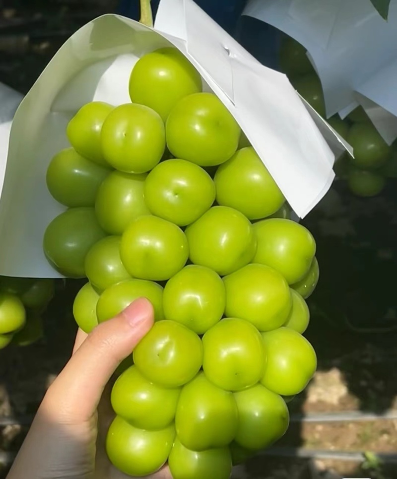 阳光玫瑰大量供应果肉饱满鲜嫩多汁量大从优