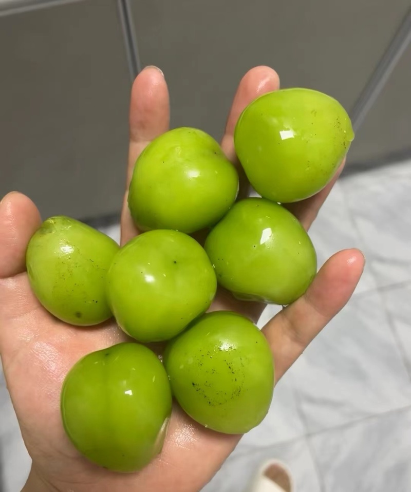 阳光玫瑰大量供应果肉饱满鲜嫩多汁量大从优