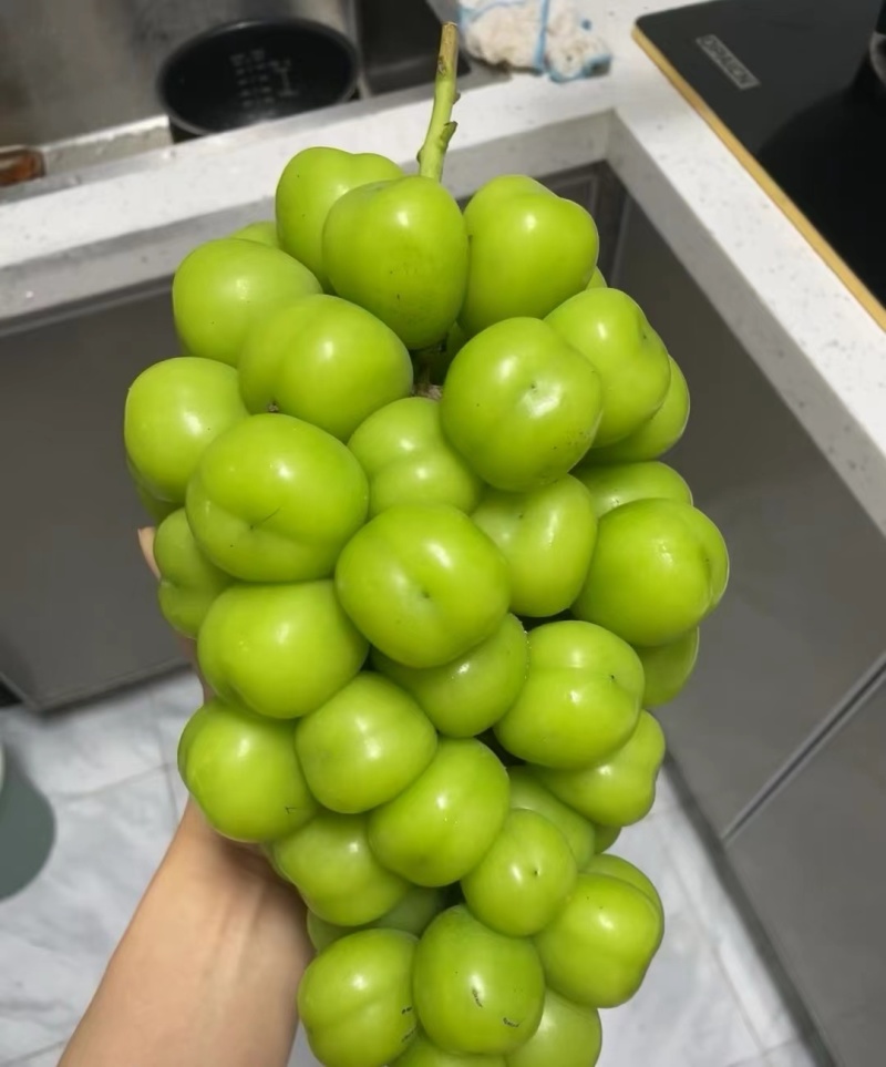 阳光玫瑰大量供应果肉饱满鲜嫩多汁量大从优