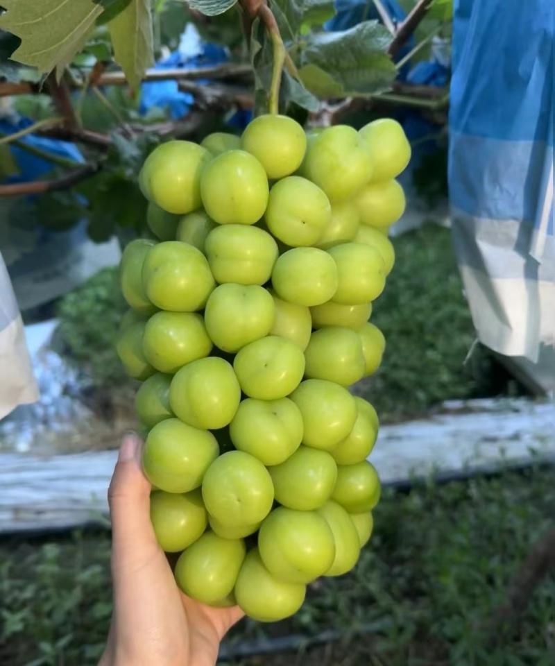 阳光玫瑰大量供应果肉饱满鲜嫩多汁量大从优