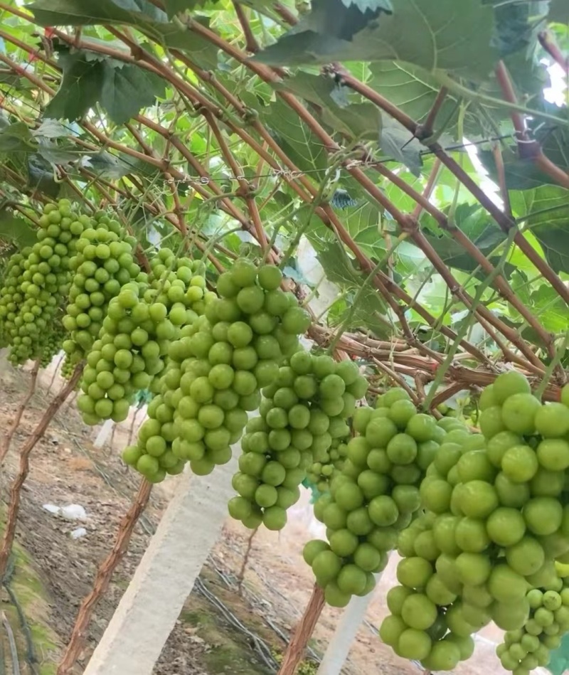 阳光玫瑰大量供应果肉饱满鲜嫩多汁量大从优