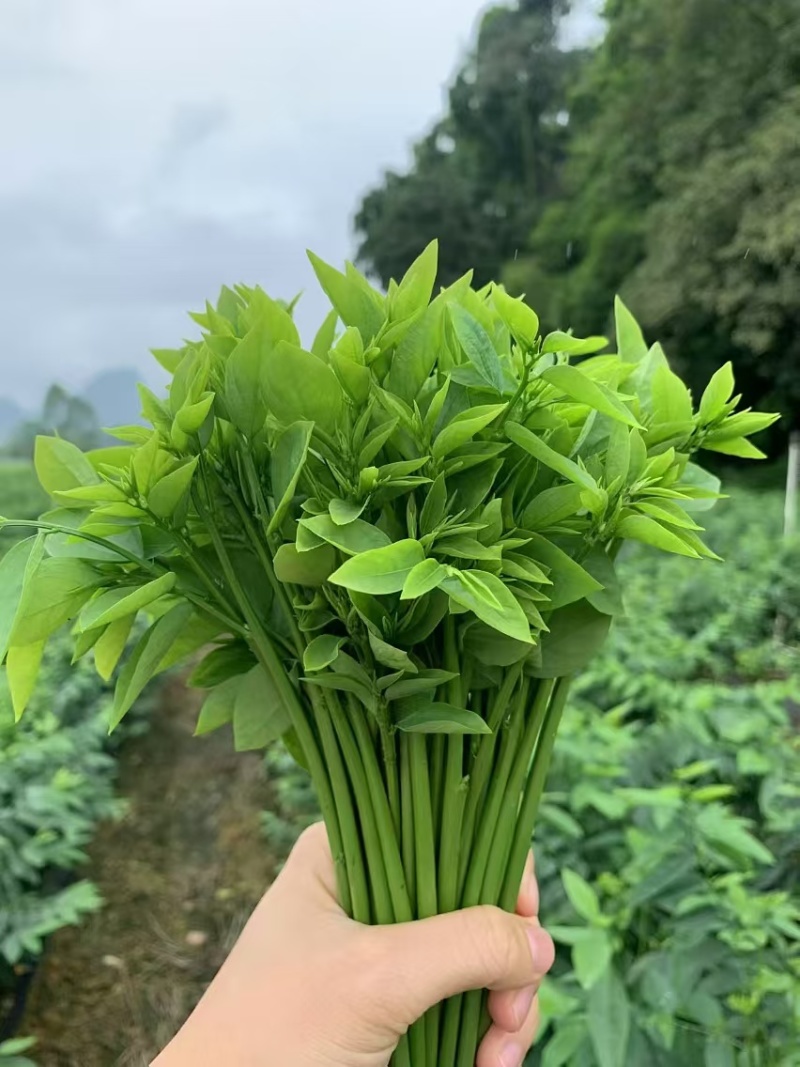 树仔菜自产自销产地直发