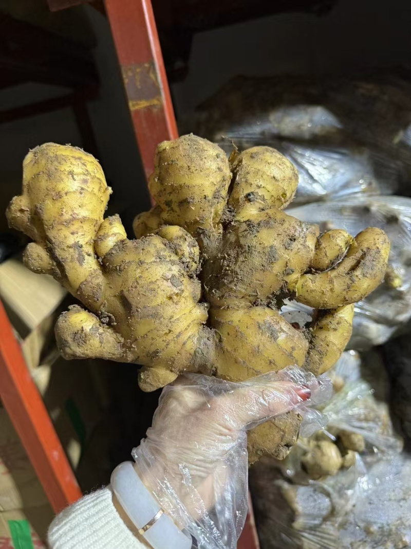 【鲜姜供应】山东优质大黄姜产地批发出口加工电商货保质保量