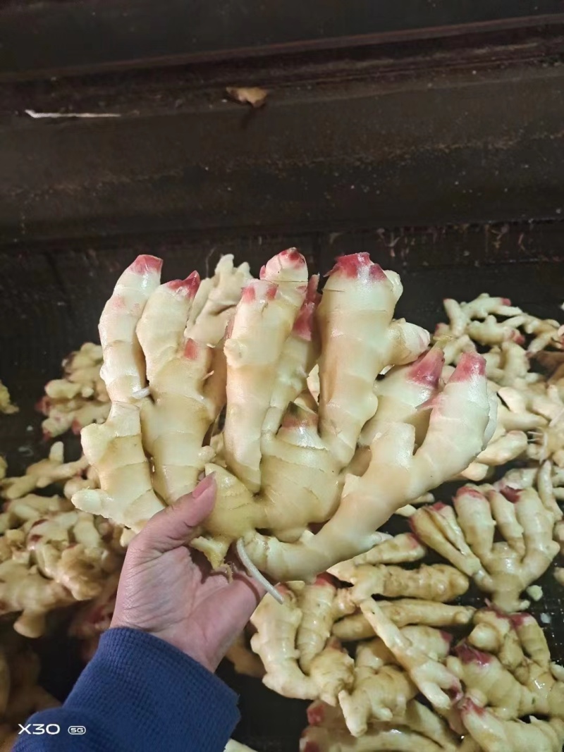 【鲜姜供应】山东优质大黄姜产地批发出口加工电商货保质保量