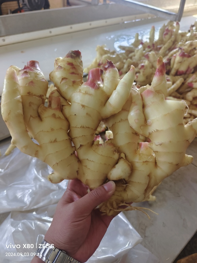 【鲜姜供应】山东优质大黄姜产地批发出口加工电商货保质保量
