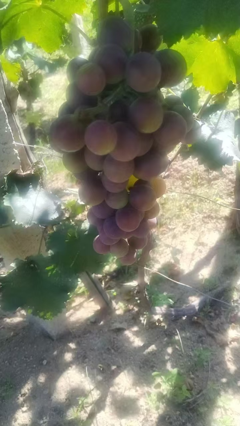 加工厂果汁厂酒厂专用巨峰葡萄