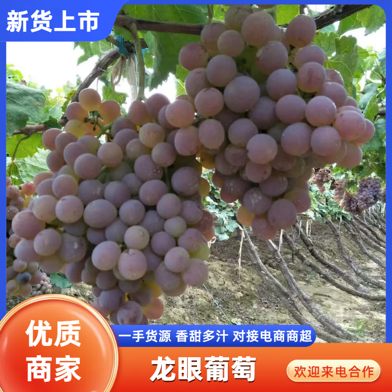 【河北】龙眼葡萄大量供货高品质低价格多年经验