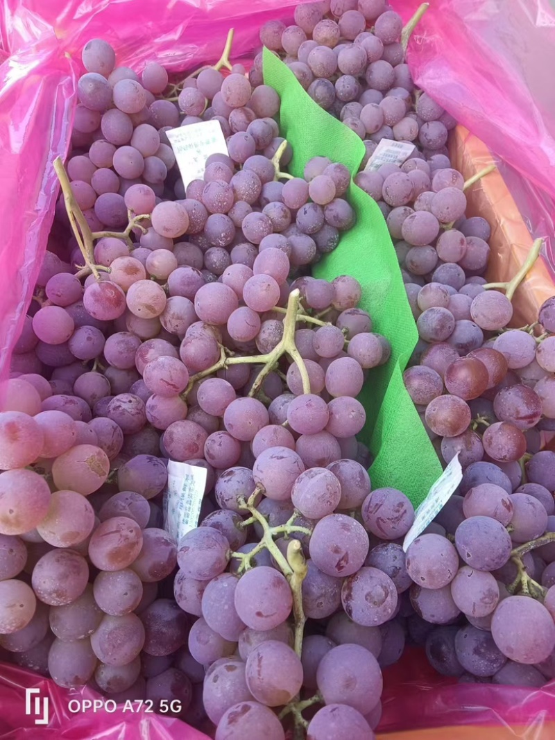 【河北】龙眼葡萄大量供货高品质低价格多年经验