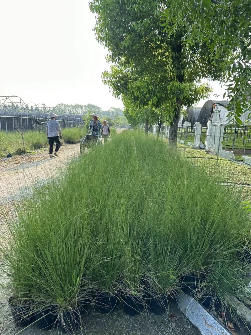 水生植物粉黛乱子草:1加伦、2加伦、5加伦基地有量，价优