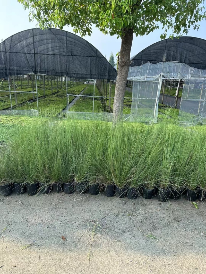 水生植物粉黛乱子草:1加伦、2加伦、5加伦基地有量，价优