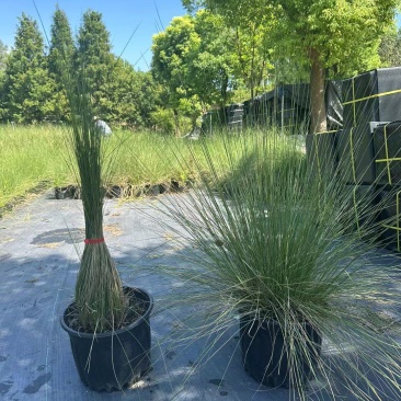 水生植物粉黛乱子草:1加伦、2加伦、5加伦基地有量，价优