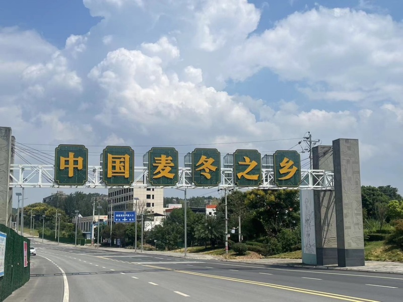【优选】四川绵阳三台县精品麦冬产地直发可批发