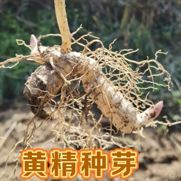 黄精种植新鲜鸡头黄精种苗药材黄金苗非九蒸九晒老虎姜种子