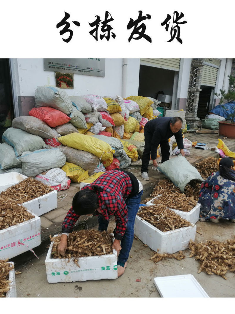 黄精种植新鲜鸡头黄精种苗药材黄金苗非九蒸九晒老虎姜种子